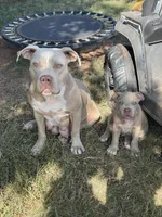 Angel, a female Staffordshire Bull Terrier for sale in Atlanta, GA – Photo 6 of 9