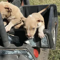 Angel, a female Staffordshire Bull Terrier for sale in Atlanta, GA – Photo 8 of 9