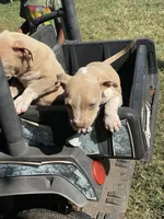 Angel, a female Staffordshire Bull Terrier for sale in Atlanta, GA – Photo 8 of 9