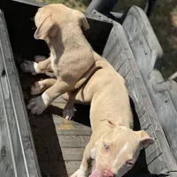 Angel, a female Staffordshire Bull Terrier for sale in Atlanta, GA – Photo 9 of 9