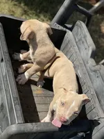 Angel, a female Staffordshire Bull Terrier for sale in Atlanta, GA – Photo 9 of 9