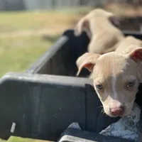 Angel, a female Staffordshire Bull Terrier for sale in Atlanta, GA – Photo 5 of 9