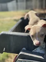 Angel, a female Staffordshire Bull Terrier for sale in Atlanta, GA – Photo 5 of 9