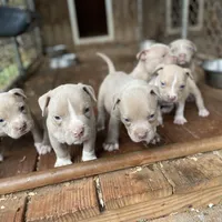Angel, a female Staffordshire Bull Terrier for sale in Atlanta, GA – Photo 7 of 9