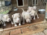 Angel, a female Staffordshire Bull Terrier for sale in Atlanta, GA – Photo 7 of 9