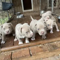 Angel, a female Staffordshire Bull Terrier for sale in Atlanta, GA – Photo 2 of 9