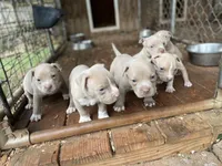 Angel, a female Staffordshire Bull Terrier for sale in Atlanta, GA – Photo 2 of 9