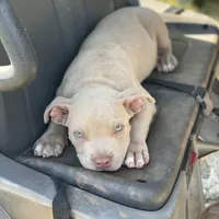Angel, a female Staffordshire Bull Terrier for sale in Atlanta, GA – Photo 1 of 9