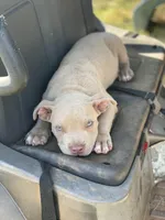 Angel, a female Staffordshire Bull Terrier for sale in Atlanta, GA – Photo 1 of 9