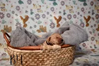 Kodak , a male Golden Retriever for sale in Northwood, NH – 3 of 7