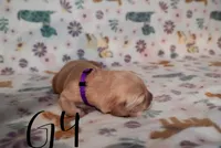 Olivia (Olivia Rodrigo), a female Golden Retriever for sale in Northwood, NH – 2 of 6