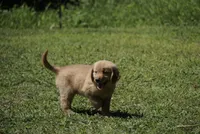 Bob(Marley), a male Golden Retriever for sale in Northwood, NH – 2 of 8