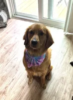 Ziggy Marley, a male Golden Retriever for sale in Northwood, NH – 4 of 6