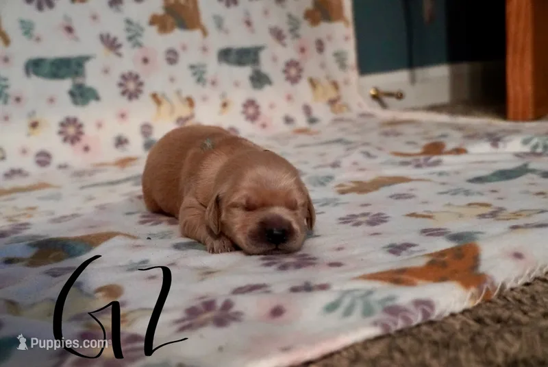 Ani Difranco – Golden Retriever puppy for sale in Northwood, NH