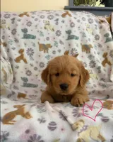 Lady Gaga, a female Golden Retriever for sale in Northwood, NH – 1 of 7