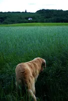 Young Dolf , a male Golden Retriever for sale in Northwood, NH – 5 of 6