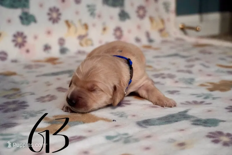 Selena Gomez – Golden Retriever puppy for sale in Northwood, NH
