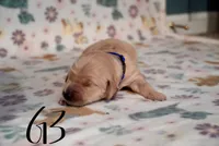 Selena Gomez, a female Golden Retriever for sale in Northwood, NH – 1 of 7