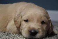 Prof, a male Golden Retriever for sale in Northwood, NH – 8 of 8