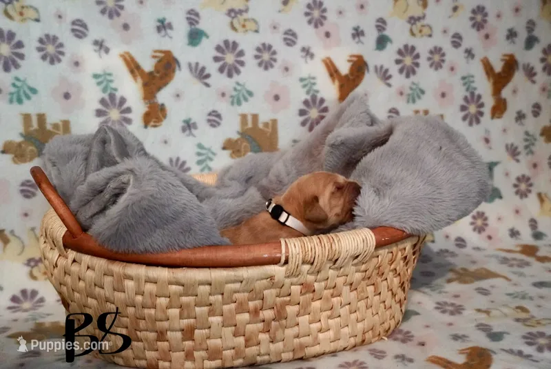 Young Dolf  – Golden Retriever puppy for sale in Northwood, NH
