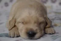 Prof, a male Golden Retriever for sale in Northwood, NH – 7 of 8