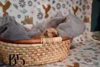 Ziggy Marley, a male Golden Retriever for sale in Northwood, NH – 2 of 6
