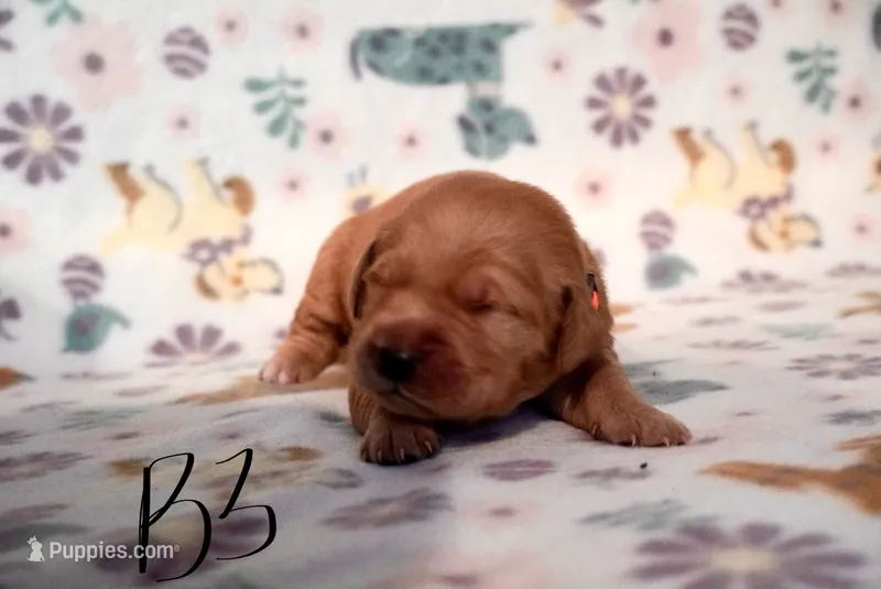Bob (Bob Marley) – Golden Retriever puppy for sale in Northwood, NH
