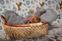 Lady Gaga, a female Golden Retriever for sale in Northwood, NH – 2 of 6