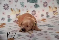 Bruno, a male Golden Retriever for sale in Northwood, NH – 2 of 6