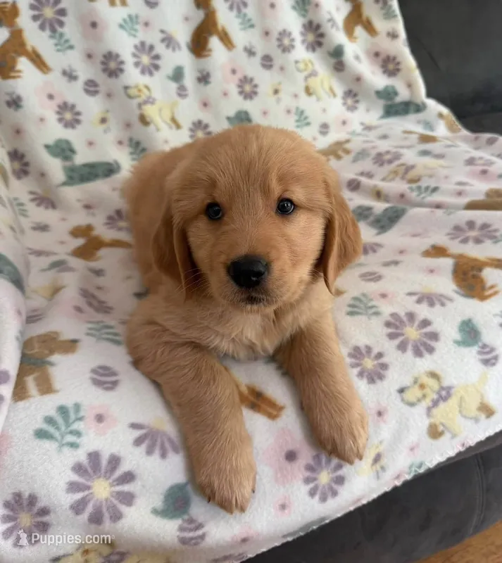 Kodak  – Golden Retriever puppy for sale in Northwood, NH