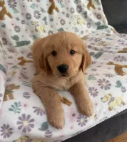 Kodak , a male Golden Retriever for sale in Northwood, NH – 1 of 8