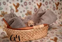 Olivia (Olivia Rodrigo), a female Golden Retriever for sale in Northwood, NH – 1 of 6
