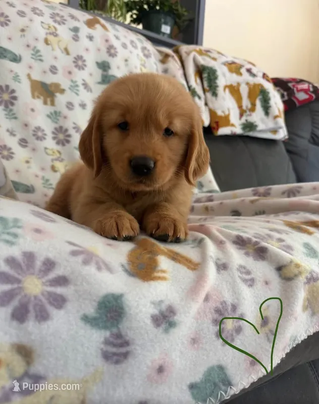 Malcom Todd – Golden Retriever puppy for sale in Northwood, NH