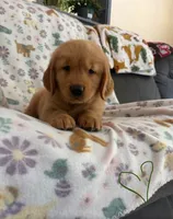 Malcom Todd, a male Golden Retriever for sale in Northwood, NH – 1 of 7