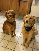 Prof, a male Golden Retriever for sale in Northwood, NH – 6 of 8