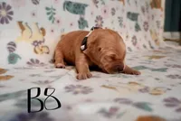 Young Dolf , a male Golden Retriever for sale in Northwood, NH – 2 of 6