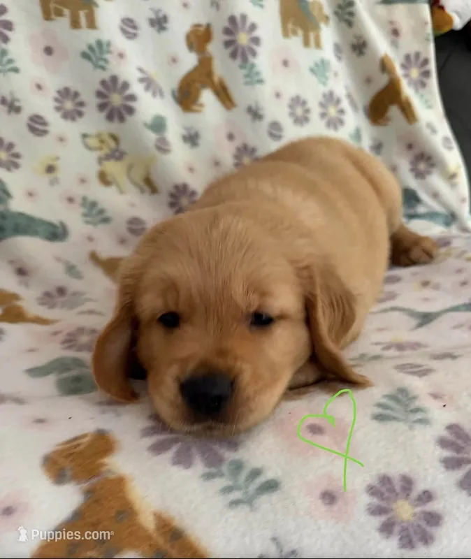 Ziggy Marley – Golden Retriever puppy for sale in Northwood, NH
