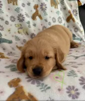 Ziggy Marley, a male Golden Retriever for sale in Northwood, NH – 1 of 7