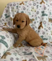 Bob(Marley), a male Golden Retriever for sale in Northwood, NH – 3 of 8