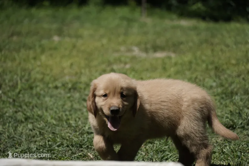 Bob(Marley) – Golden Retriever puppy for sale in Northwood, NH
