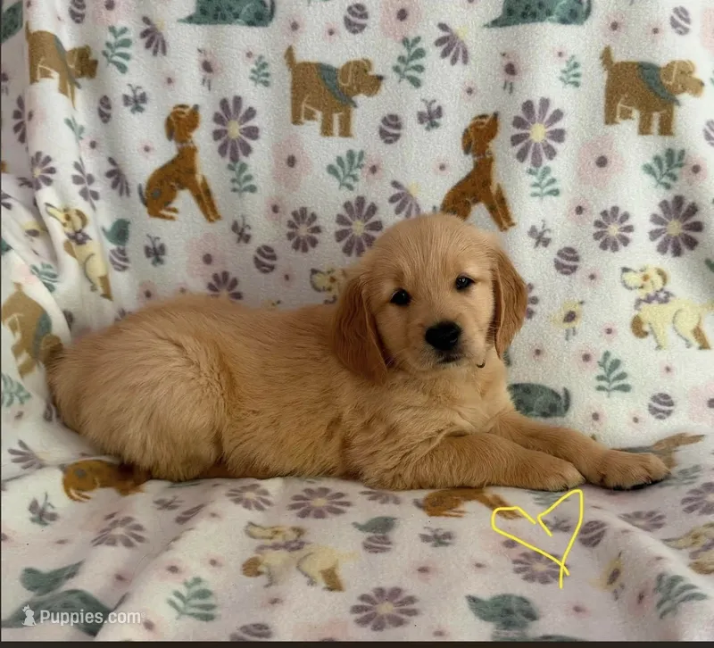 Bruno – Golden Retriever puppy for sale in Northwood, NH