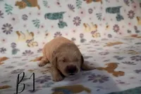 Prof, a male Golden Retriever for sale in Northwood, NH – 2 of 6