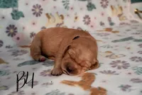 Kodak , a male Golden Retriever for sale in Northwood, NH – 2 of 7