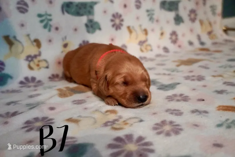 Steve (Steve Lacy) – Golden Retriever puppy for sale in Northwood, NH
