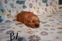 Steve (Steve Lacy), a male Golden Retriever for sale in Northwood, NH – 1 of 6