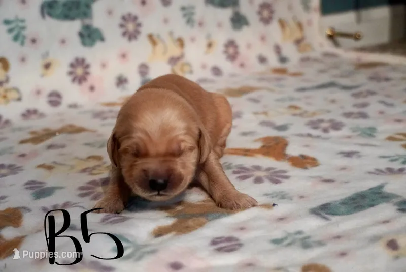 Ziggy Marley – Golden Retriever puppy for sale in Northwood, NH
