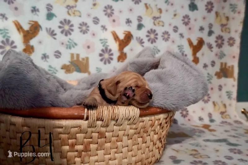Kodak  – Golden Retriever puppy for sale in Northwood, NH