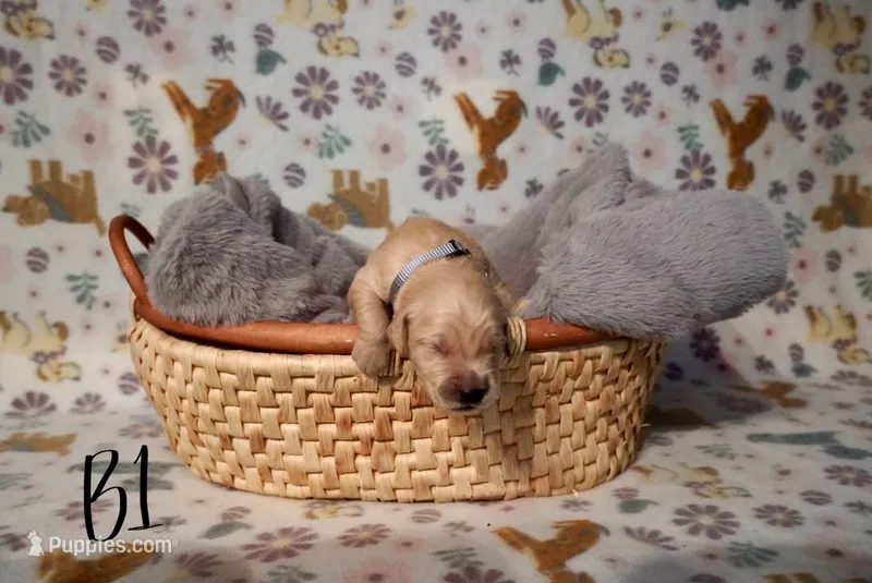 Prof – Golden Retriever puppy on hold in Northwood, NH