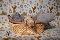 Prof, a male Golden Retriever for sale in Northwood, NH – 1 of 6