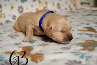 Selena Gomez, a female Golden Retriever for sale in Northwood, NH – 3 of 7